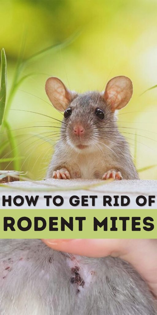 Get Rid of Rodent Mites