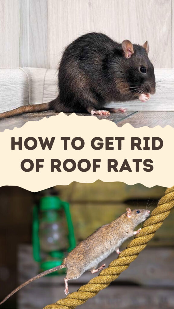 Get Rid of Roof Rats