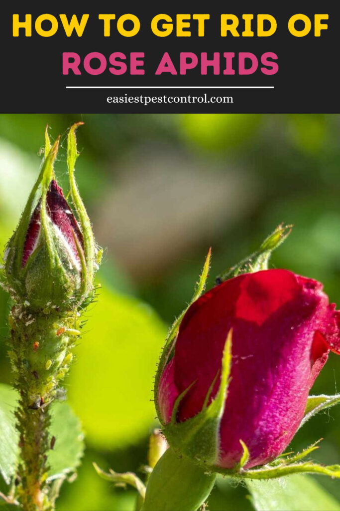 Get Rid of Rose Aphids