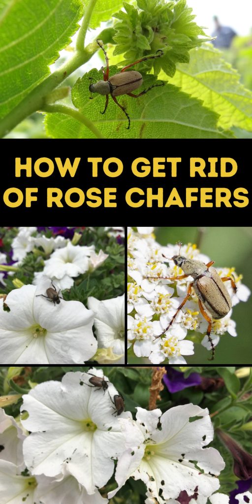 Get Rid of Rose Chafers