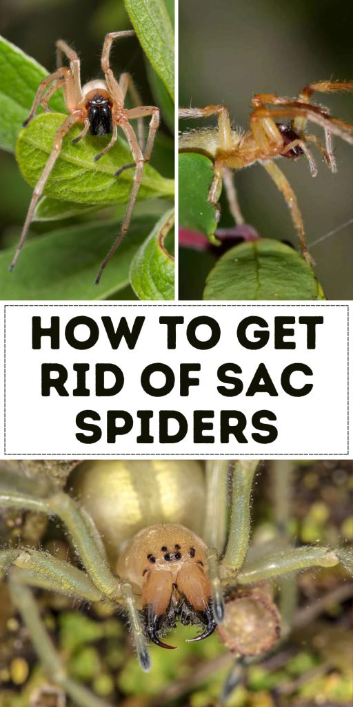 How to Get Rid of Sac Spiders