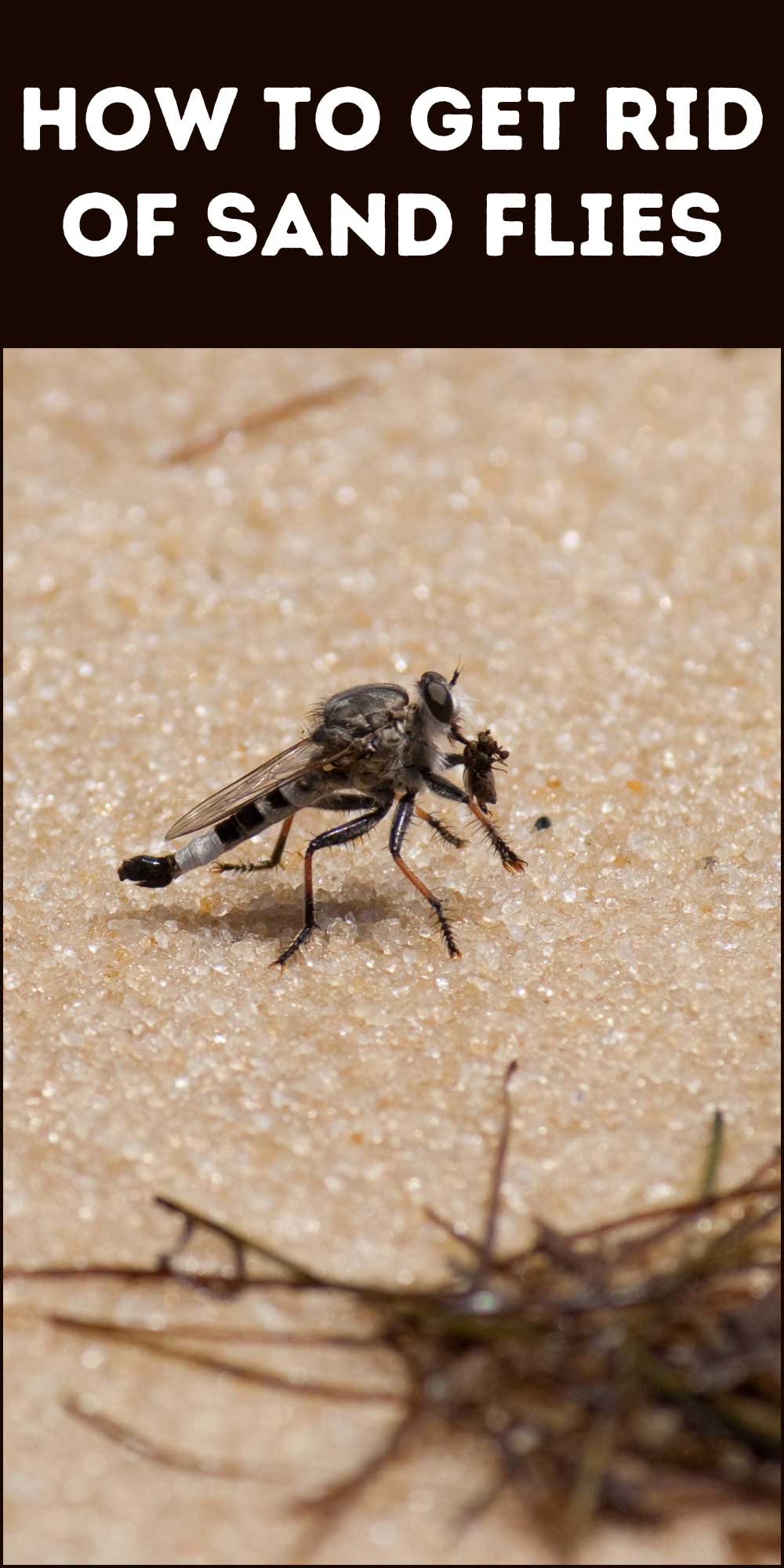 How to Get Rid of Sand Flies: Beach Comfort Solutions - Easiest Pest ...