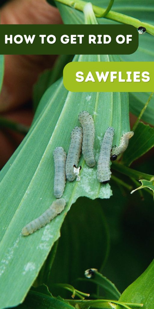 Get Rid of Sawflies