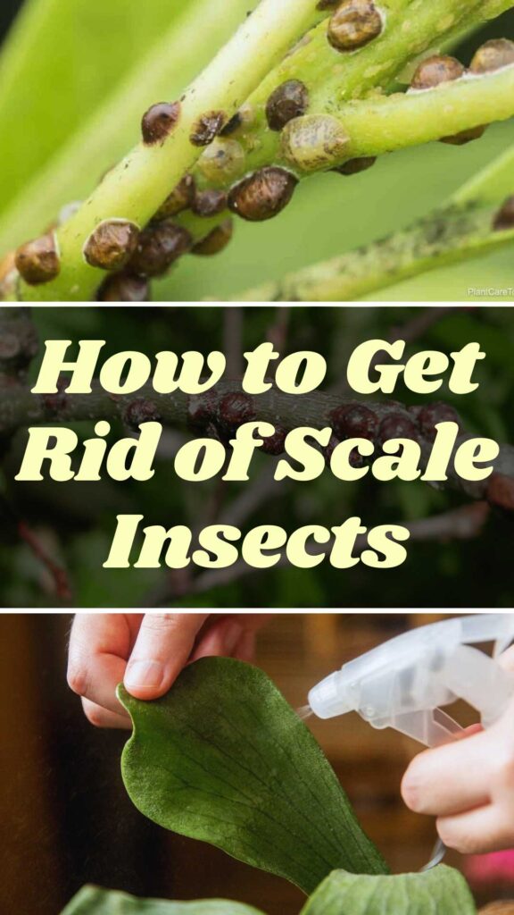 Get Rid of Scale Insects