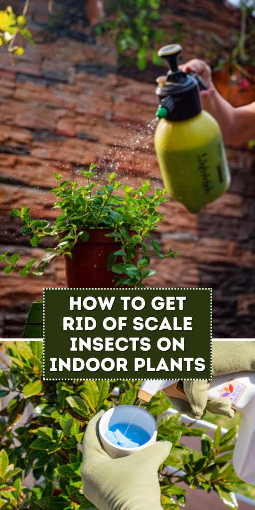 Get Rid of Scale Insects on Indoor Plants