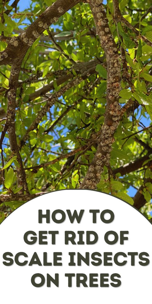 Get Rid of Scale Insects on Trees