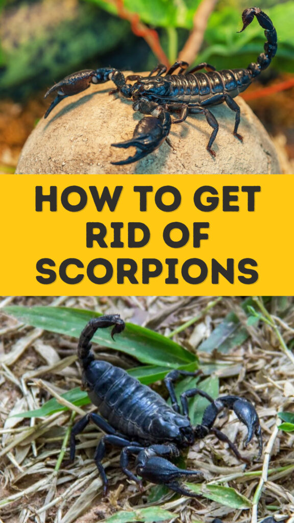 Get Rid of Scorpions