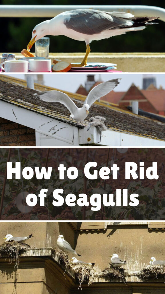 Get Rid of Seagulls