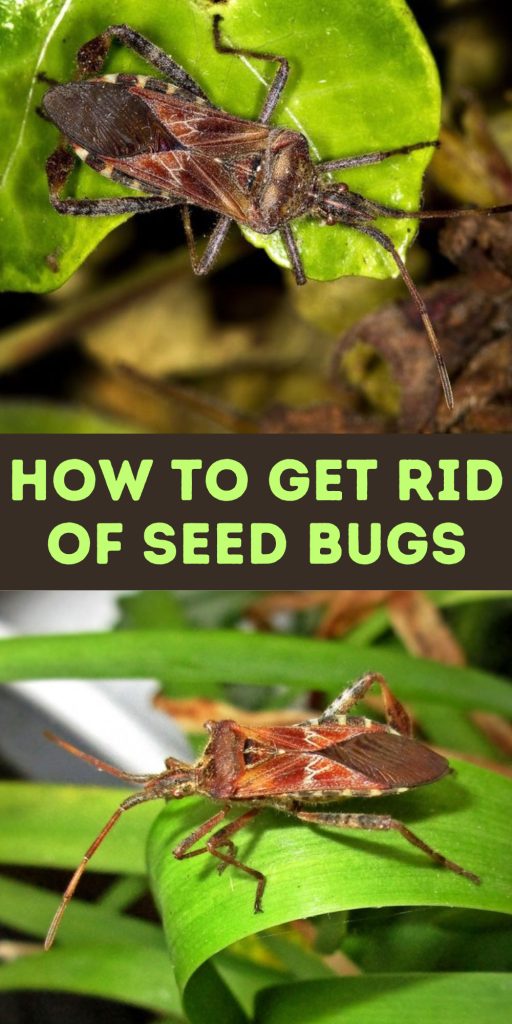 Get Rid of Seed Bugs