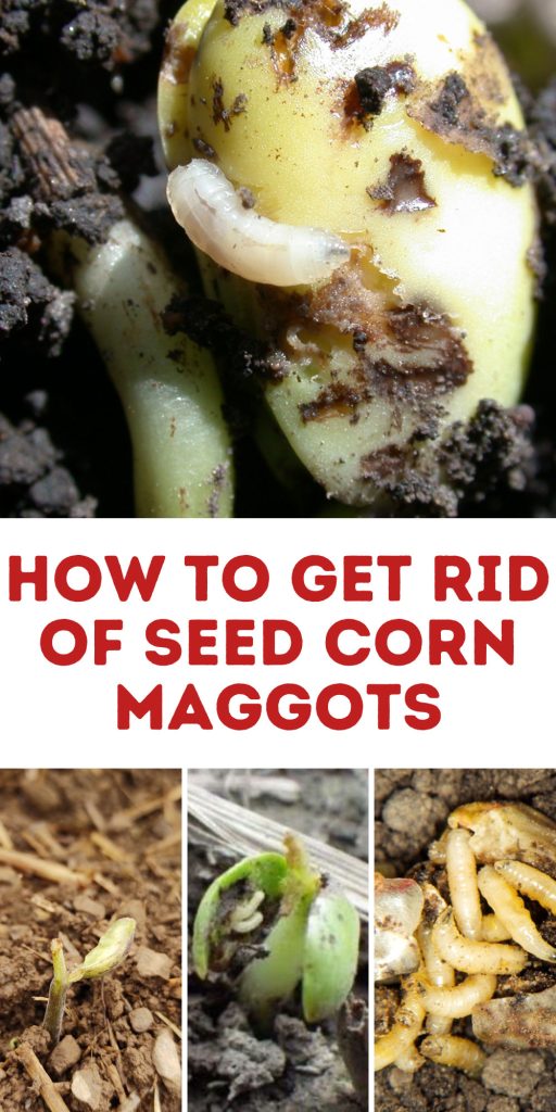 Get Rid of Seed Corn Maggots