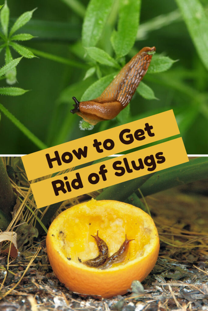 Get Rid of Slugs