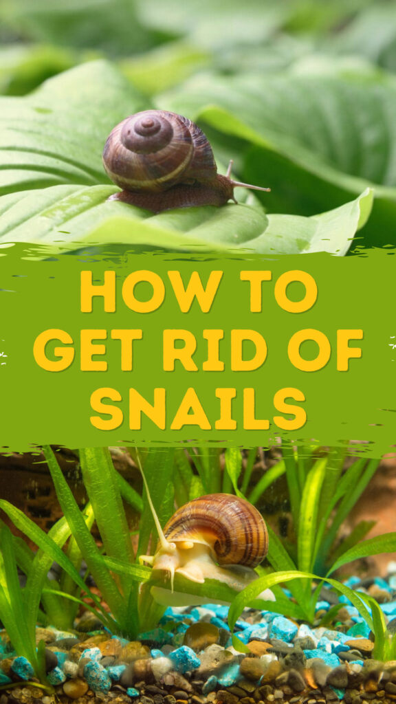 Get Rid of Snails