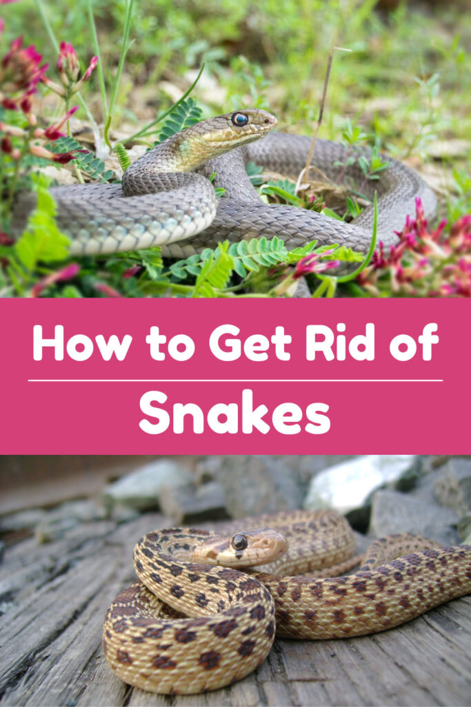 Get Rid of Snakes