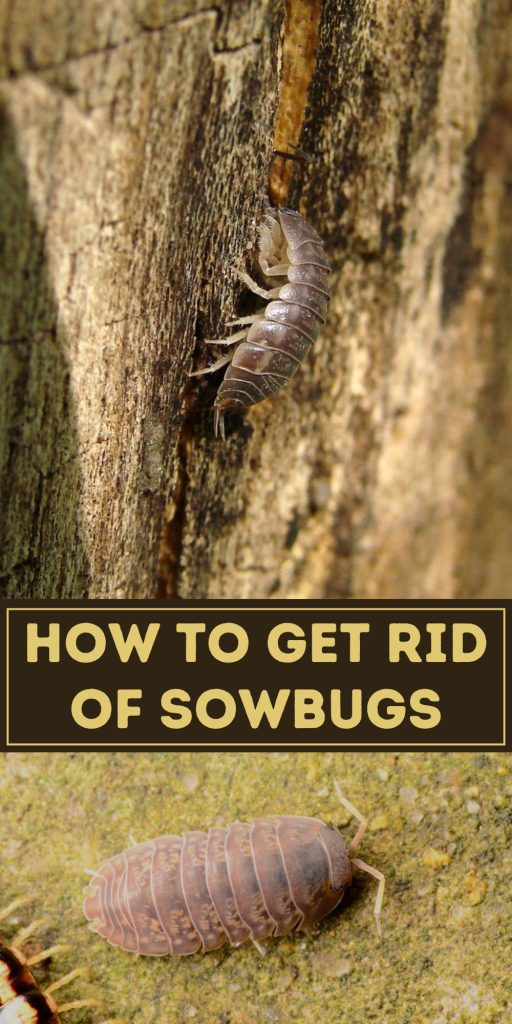 Get Rid of Sowbugs