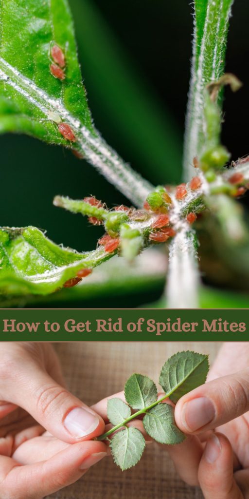 Get Rid of Spider Mites