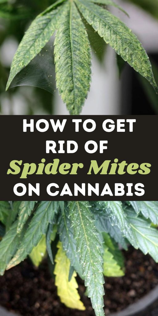 Get Rid of Spider Mites on Cannabis