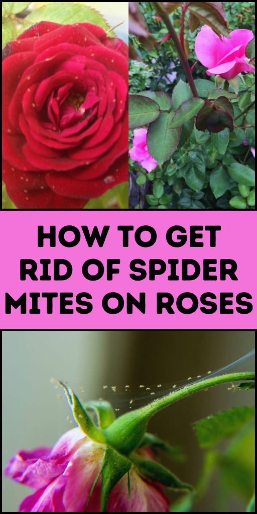 Get Rid of Spider Mites on Roses