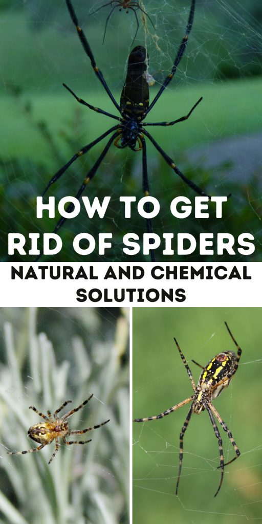 Get Rid of Spiders