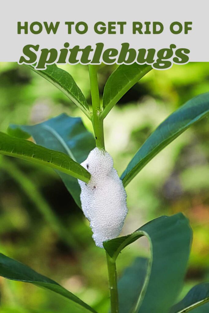 Get Rid of Spittlebugs