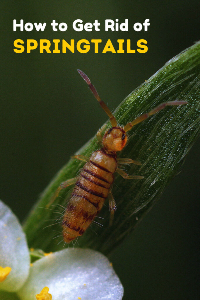 Get Rid of Springtails