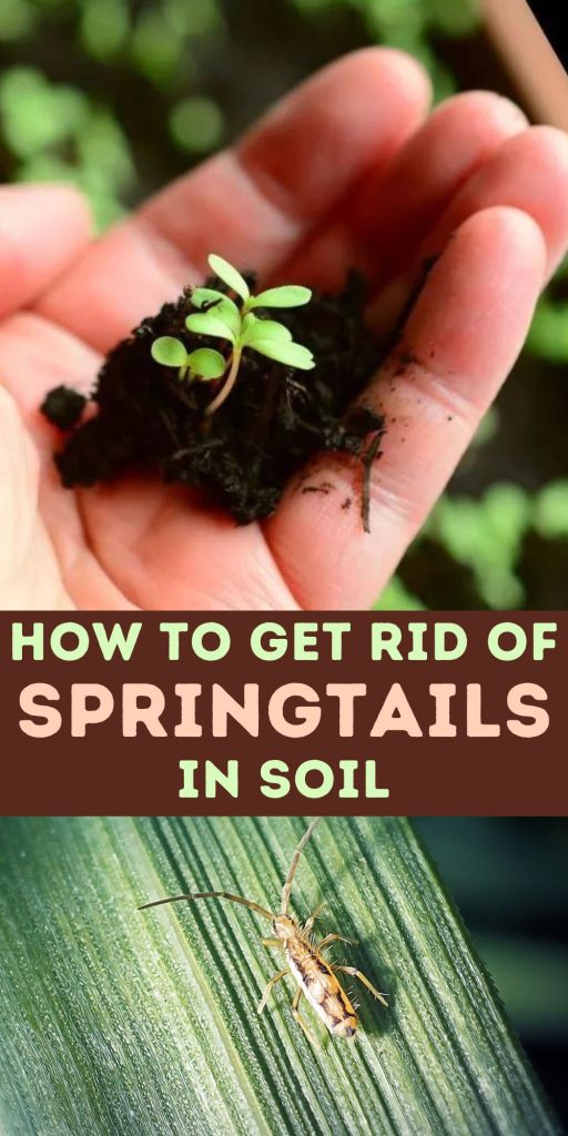 Get Rid of Springtails in Soil