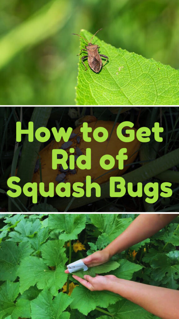 Get Rid of Squash Bugs