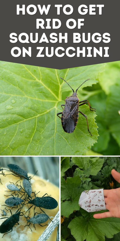 Get Rid of Squash Bugs on Zucchini