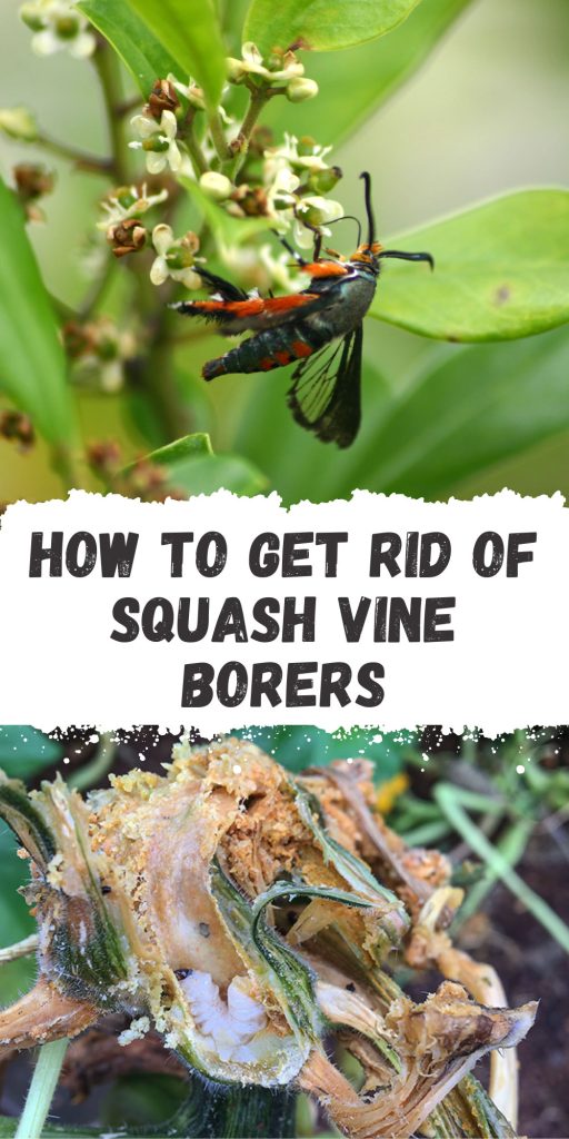 Get Rid of Squash Vine Borers