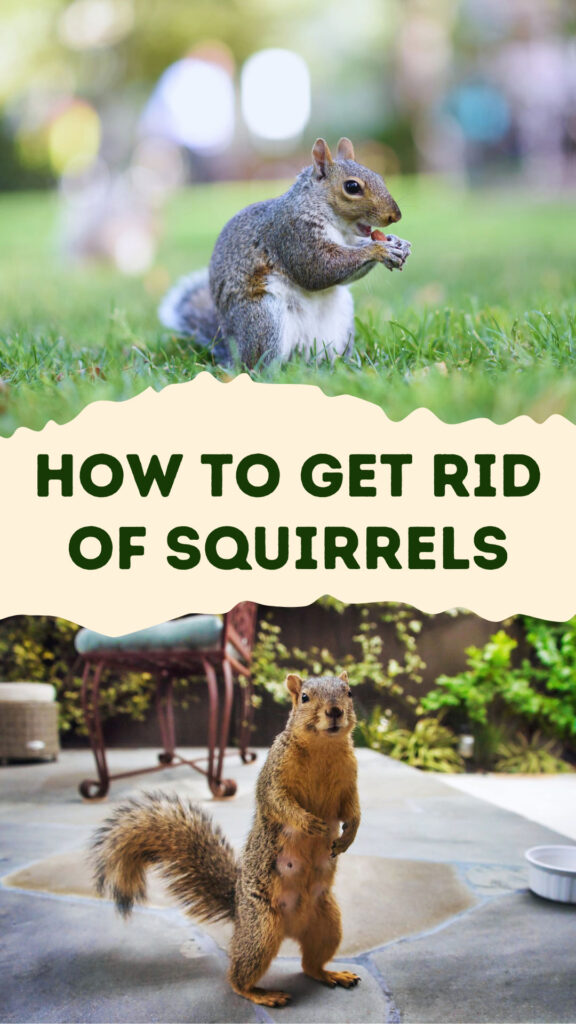 Get Rid of Squirrels