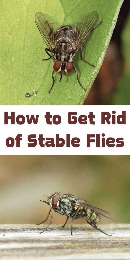 Get Rid of Stable Flies