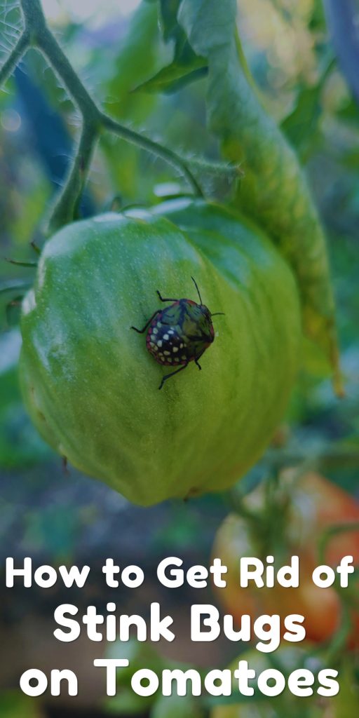 Get Rid of Stink Bugs on Tomatoes