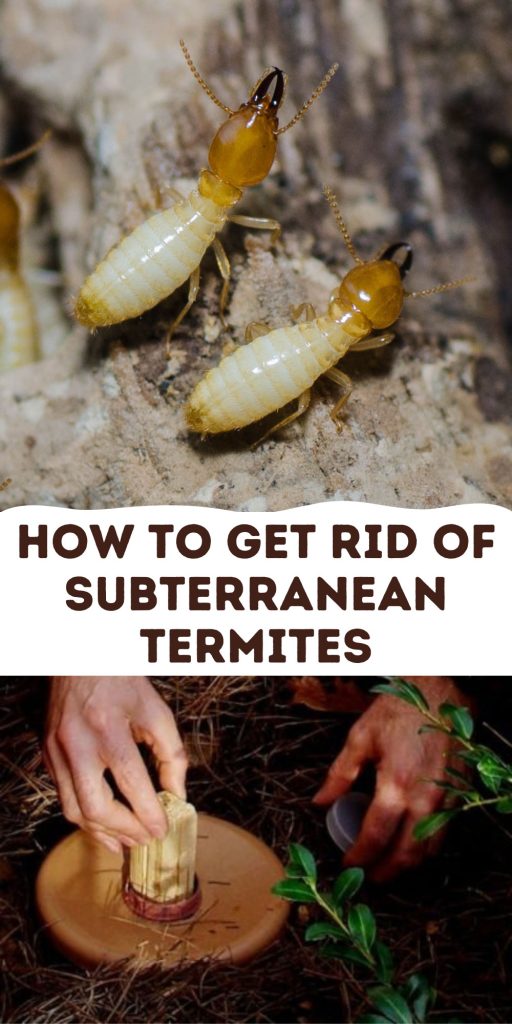 Get Rid of Subterranean Termites