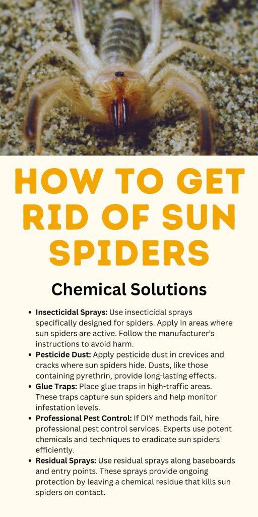 Get Rid of Sun Spiders