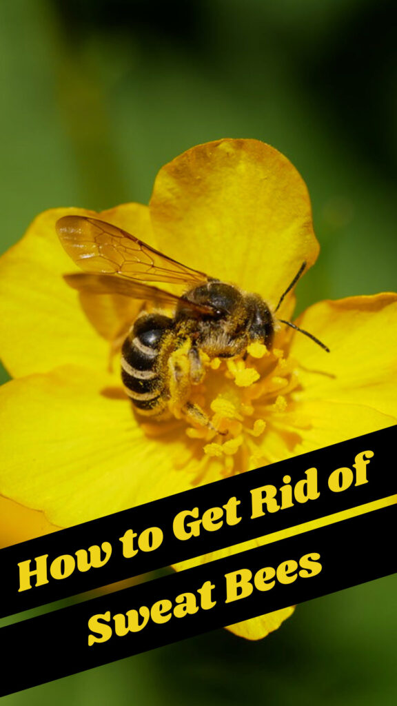 Get Rid of Sweat Bees