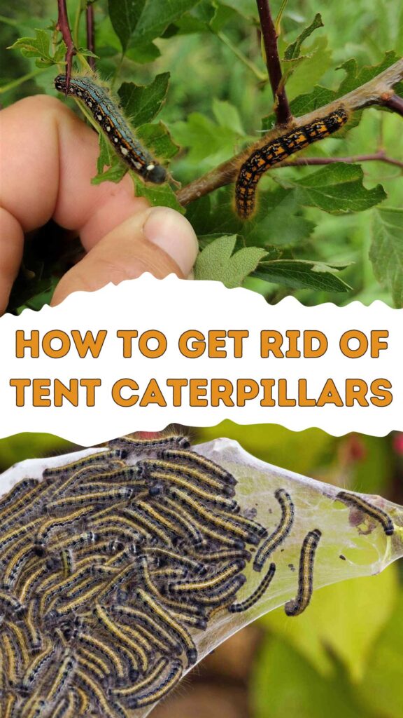 Get Rid of Tent Caterpillars