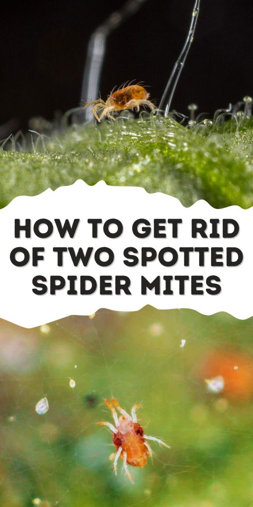 Get Rid of Two Spotted Spider Mites