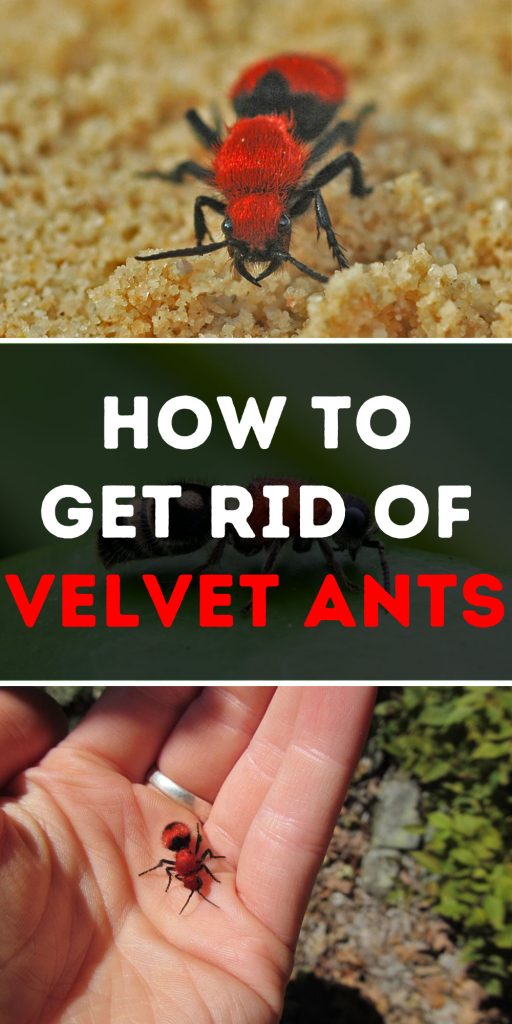 Get Rid of Velvet Ants