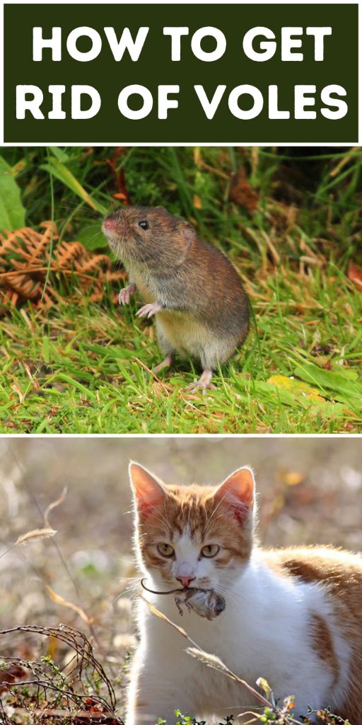 Get Rid of Voles