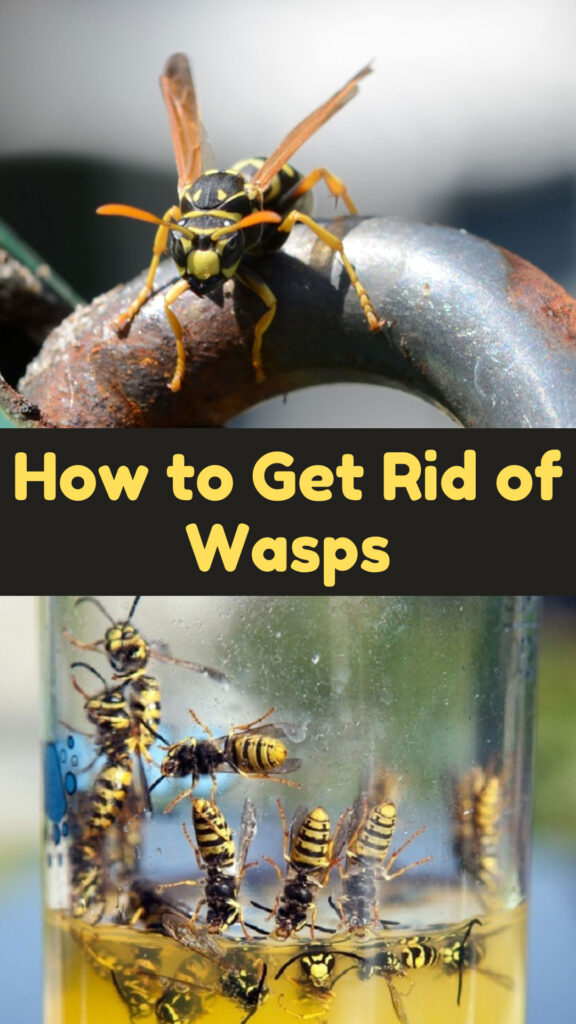 Get Rid of Wasps