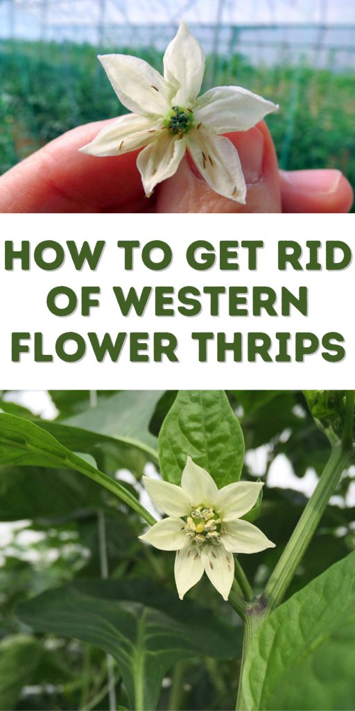 Get Rid of Western Flower Thrips