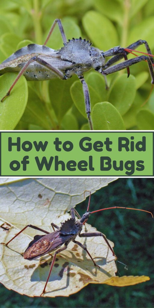 Get Rid of Wheel Bugs