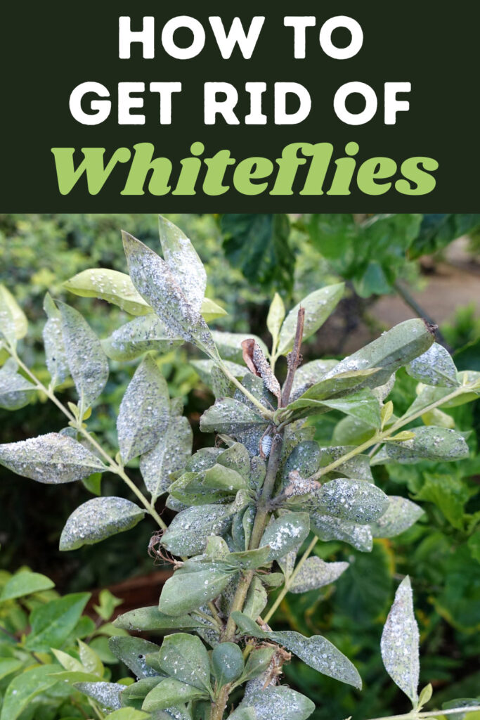 Get Rid of Whiteflies