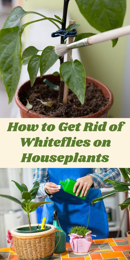 Get Rid of Whiteflies on Houseplants