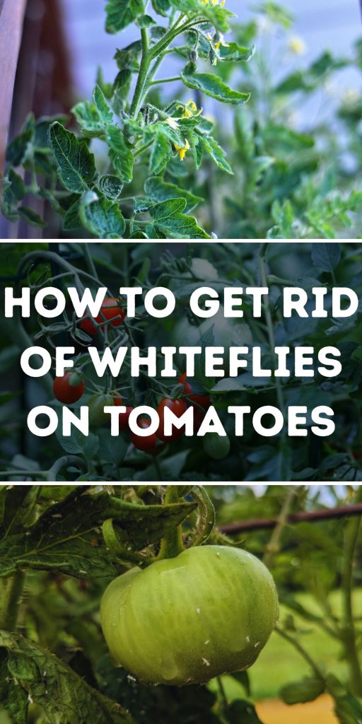 How to Get Rid of Whiteflies on Tomatoes