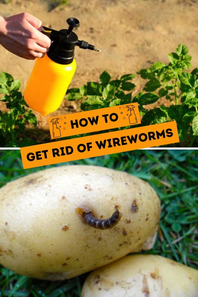 Get Rid of Wireworms