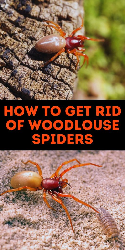 Get Rid of Woodlouse Spiders