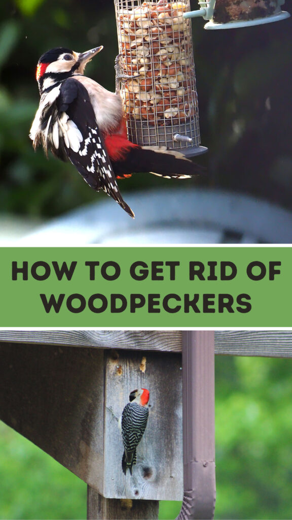 Get Rid of Woodpeckers