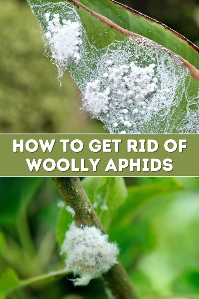 Get Rid of Woolly Aphids