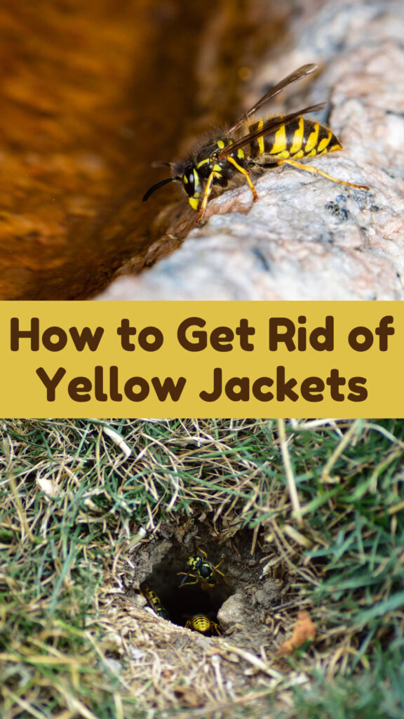 Get Rid of Yellow Jackets