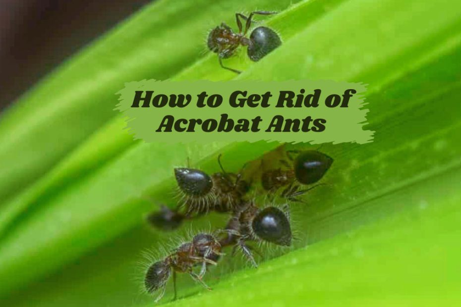 How to Get Rid of Acrobat Ants